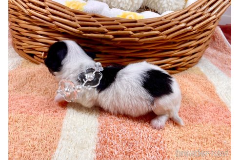 成約済の埼玉県のチワマル:チワワ×マルチーズ-305561の5枚目