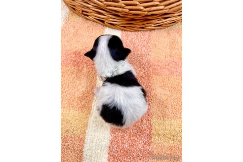 成約済の埼玉県のチワマル:チワワ×マルチーズ-305561の4枚目