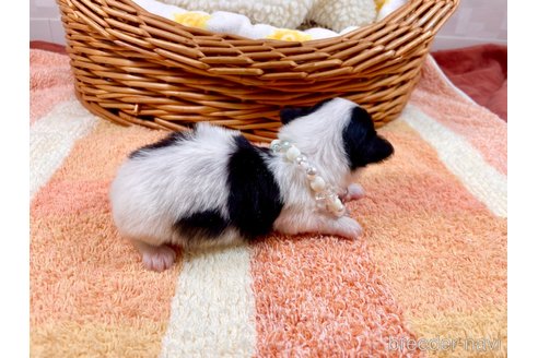 成約済の埼玉県のチワマル:チワワ×マルチーズ-305561の3枚目