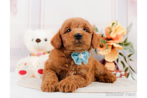 成約済の神奈川県のトイプードル-305568の1枚目