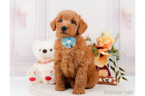 成約済の神奈川県のトイプードル-305568の8枚目