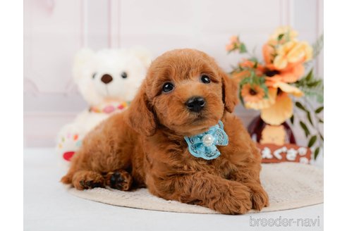 成約済の神奈川県のトイプードル-305568の10枚目