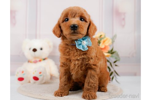 成約済の神奈川県のトイプードル-305568の11枚目