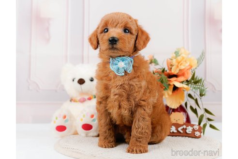 成約済の神奈川県のトイプードル-305568の12枚目