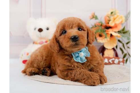 成約済の神奈川県のトイプードル-305568の4枚目