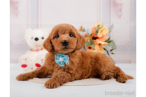 成約済の神奈川県のトイプードル-305568の5枚目