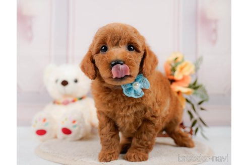 成約済の神奈川県のトイプードル-305568の6枚目