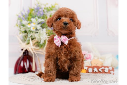 成約済の神奈川県のトイプードル-305574の8枚目