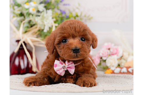 成約済の神奈川県のトイプードル-305574の11枚目