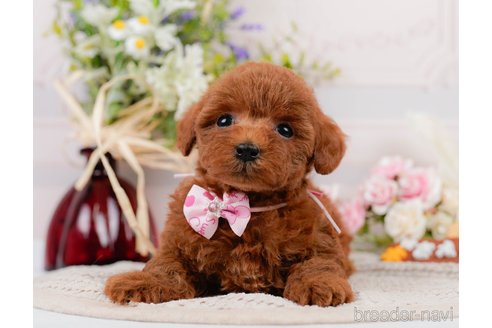 成約済の神奈川県のトイプードル-305574の9枚目