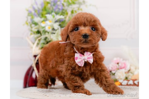 成約済の神奈川県のトイプードル-305574の10枚目