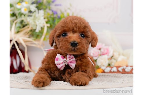 成約済の神奈川県のトイプードル-305574の12枚目