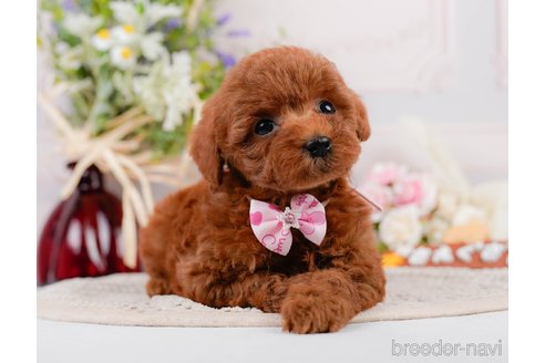 成約済の神奈川県のトイプードル-305574の13枚目