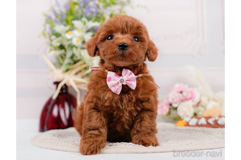 成約済の神奈川県のトイプードル-305574の3枚目