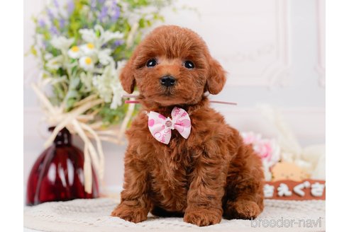 成約済の神奈川県のトイプードル-305574の4枚目