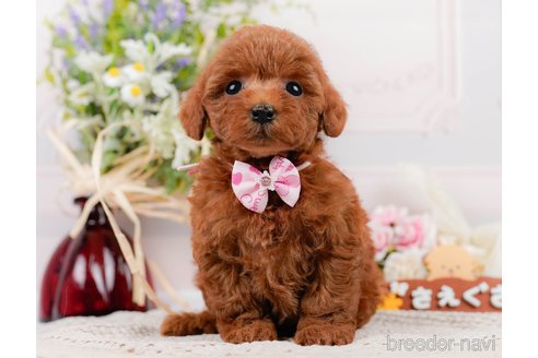 成約済の神奈川県のトイプードル-305574の1枚目