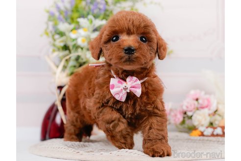 成約済の神奈川県のトイプードル-305574の5枚目