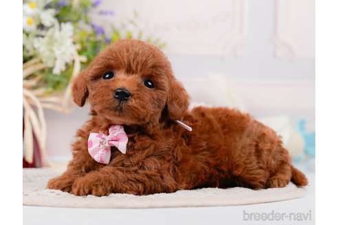 成約済の神奈川県のトイプードル-305574の6枚目