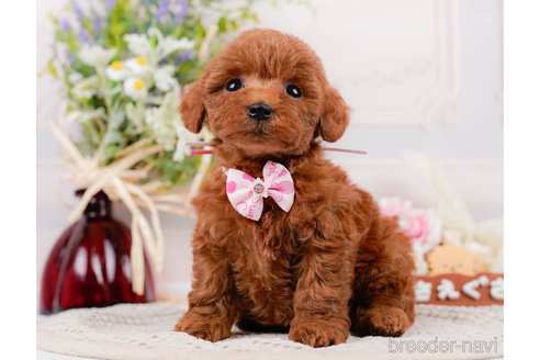 成約済の神奈川県のトイプードル-305574の7枚目