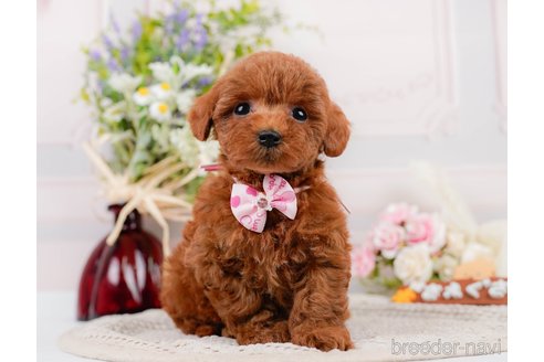 成約済の神奈川県のトイプードル-305574の2枚目