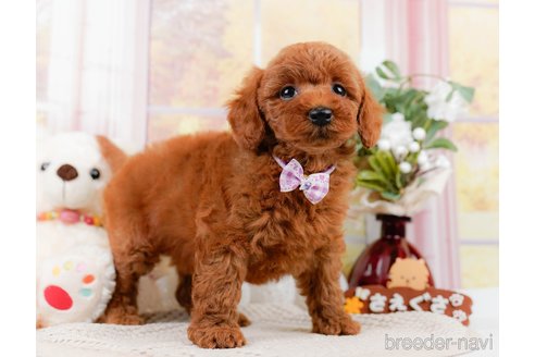 成約済の神奈川県のトイプードル-305575の5枚目