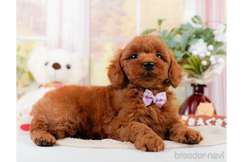 成約済の神奈川県のトイプードル-305575の6枚目