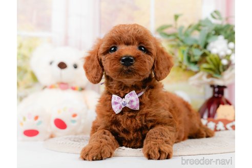 成約済の神奈川県のトイプードル-305575の7枚目