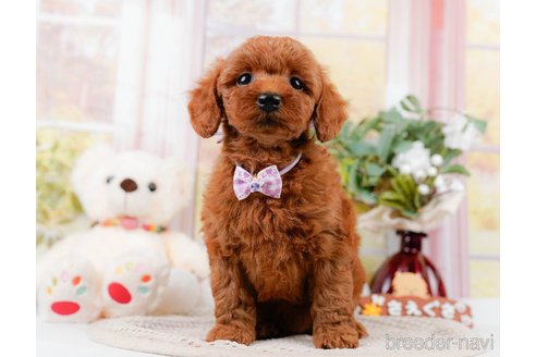 成約済の神奈川県のトイプードル-305575の8枚目