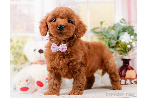 成約済の神奈川県のトイプードル-305575の9枚目