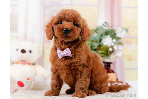 成約済の神奈川県のトイプードル-305575の1枚目