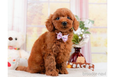 成約済の神奈川県のトイプードル-305575の3枚目