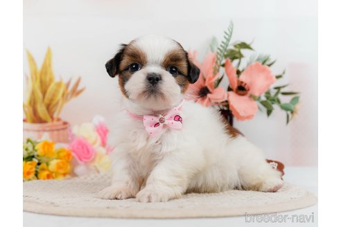 成約済の神奈川県のシーズー-305579の4枚目