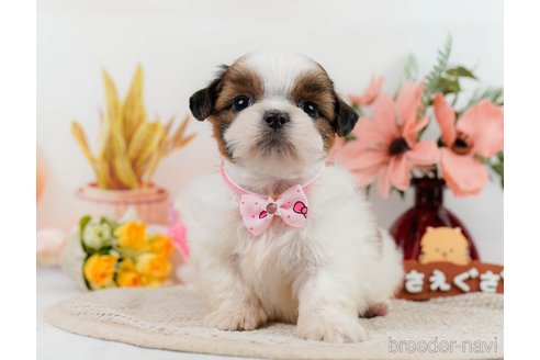 成約済の神奈川県のシーズー-305579の5枚目