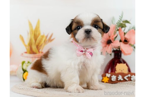 成約済の神奈川県のシーズー-305579の6枚目