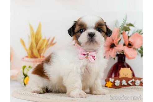 成約済の神奈川県のシーズー-305579の7枚目