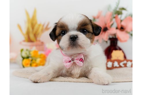 成約済の神奈川県のシーズー-305579の1枚目