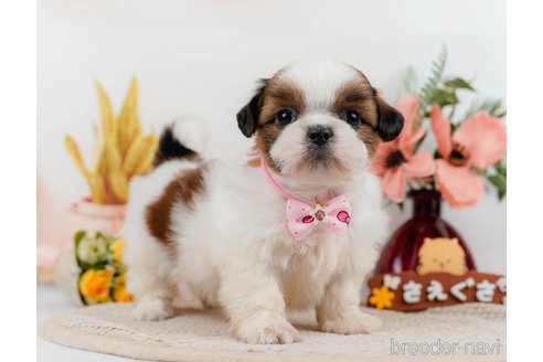 成約済の神奈川県のシーズー-305579の2枚目