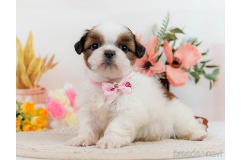 成約済の神奈川県のシーズー-305579の3枚目