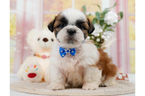 成約済の神奈川県のシーズー-305580の12枚目