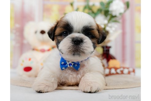 成約済の神奈川県のシーズー-305580の7枚目