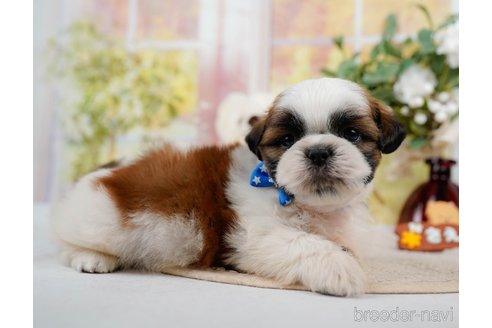 成約済の神奈川県のシーズー-305580の8枚目