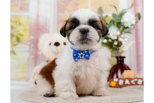 成約済の神奈川県のシーズー-305580の9枚目