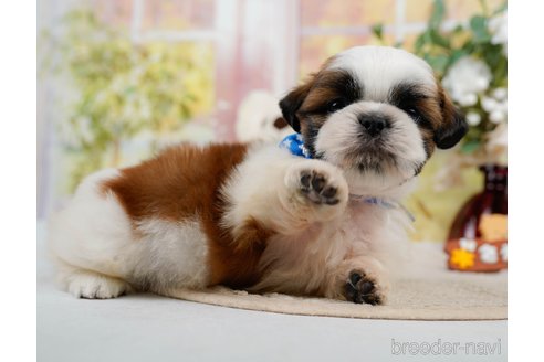 成約済の神奈川県のシーズー-305580の10枚目