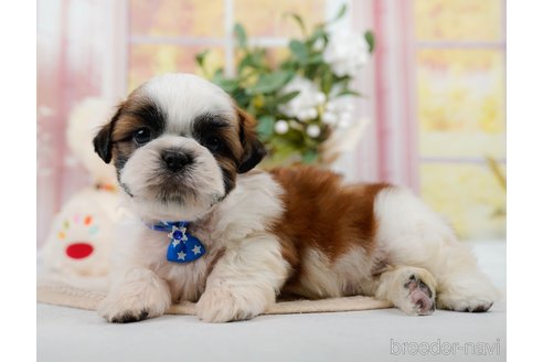 成約済の神奈川県のシーズー-305580の11枚目