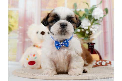 成約済の神奈川県のシーズー-305580の1枚目