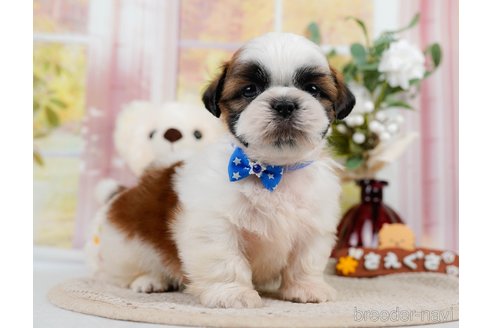 成約済の神奈川県のシーズー-305580の3枚目