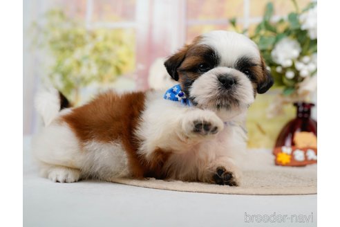 成約済の神奈川県のシーズー-305580の4枚目