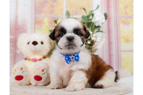 成約済の神奈川県のシーズー-305580の5枚目