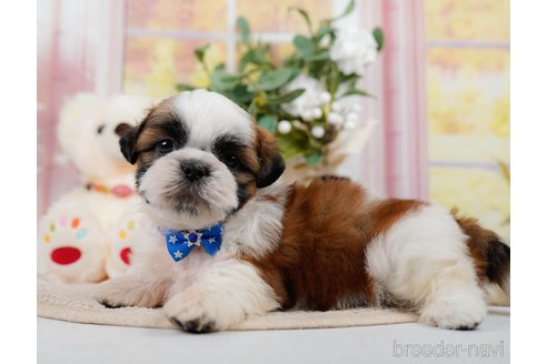 成約済の神奈川県のシーズー-305580の6枚目