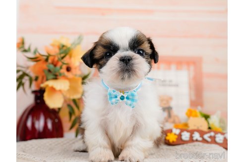 成約済の神奈川県のシーズー-305581の8枚目